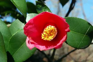 20110312Camellia.jpg