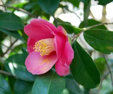 20110402Camellia.jpg