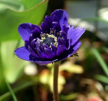 20110404Flower2.jpg