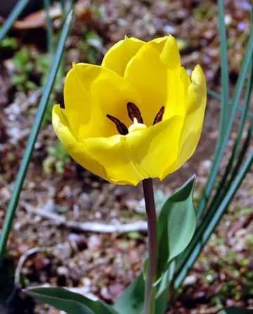 20110404Tulip.jpg