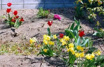 20110405Flower5.jpg