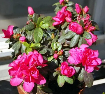 20110406Flower1.jpg
