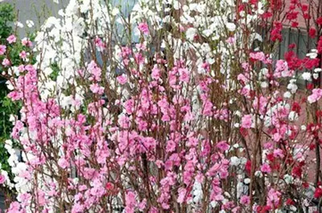 20110408Flower2.jpg