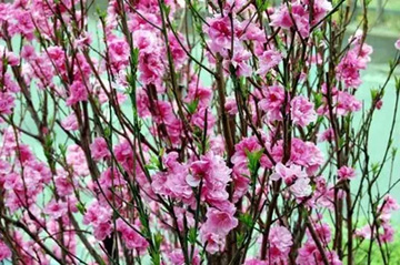 20110410Flower3.jpg