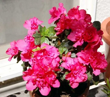 20110413Flower1.jpg
