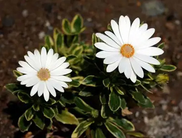 20110416Flower2.jpg