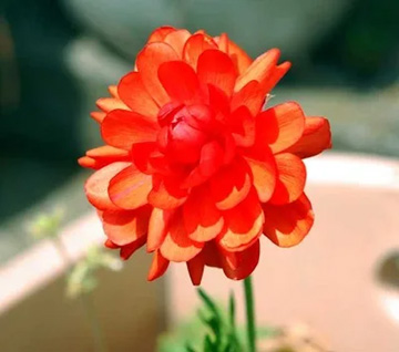 20110416Flower3.jpg