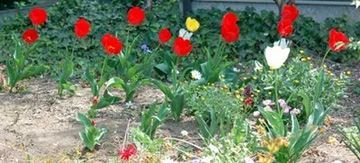 20110416Flower4.jpg