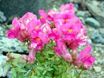 20110422Flower4.jpg