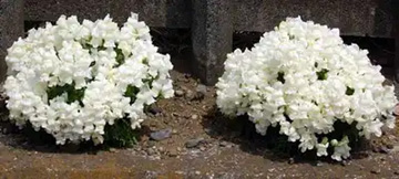 20110502Flower3.jpg