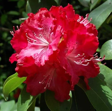 20110502Flower6.jpg