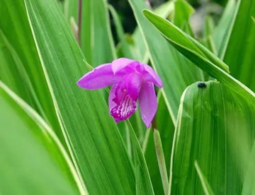 20110502Flower7.jpg
