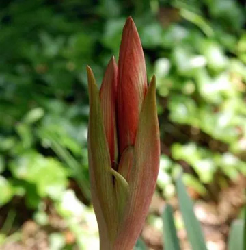 20110521Flower1.jpg