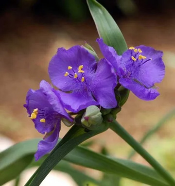 20110521Flower2.jpg