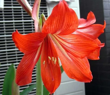 20110527Flower1.jpg