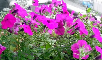 20110527Flower2.jpg