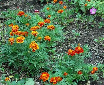 20110619Flower3.jpg
