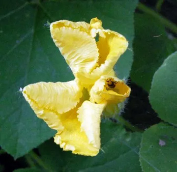 20110625Flower1.jpg