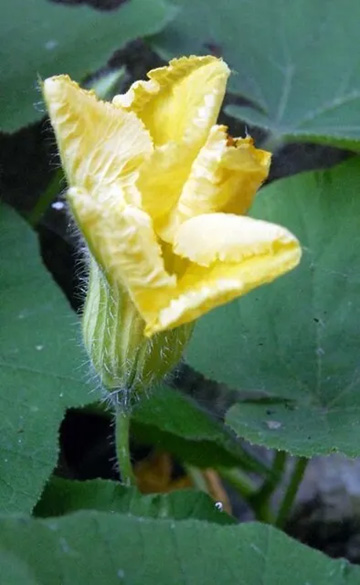 20110625Flower2.jpg