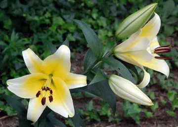 20110626Flower3.jpg
