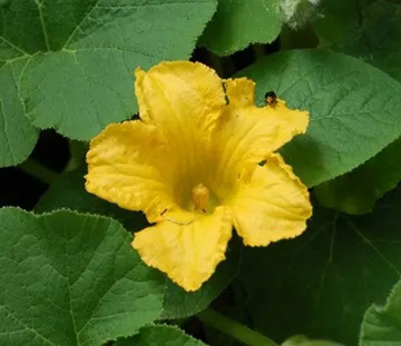 20110701Flower1.jpg