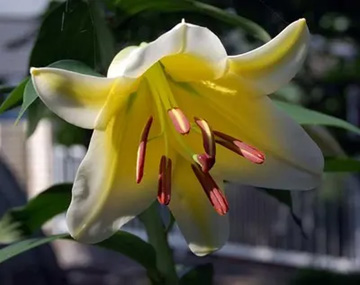20110701Flower3.jpg