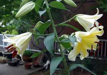 20110702Flower2.jpg
