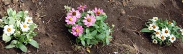 20110704Flower2.jpg