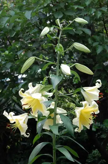 20110704Flower3.jpg