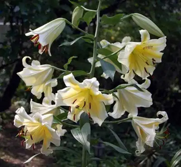 20110706Flower1.jpg