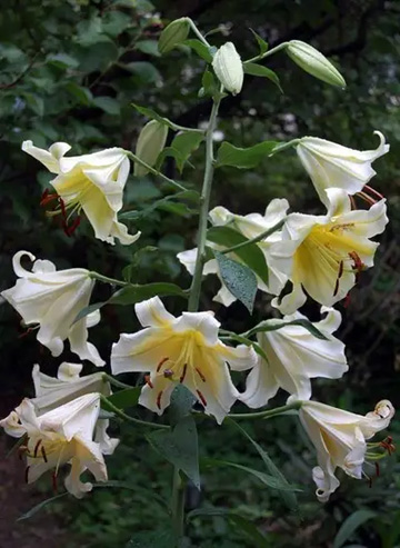 20110707Flower1.jpg