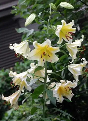 20110707Flower2.jpg