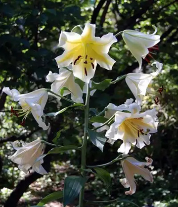 20110710Flower1.jpg