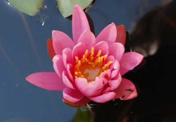 20110711Flower2.jpg