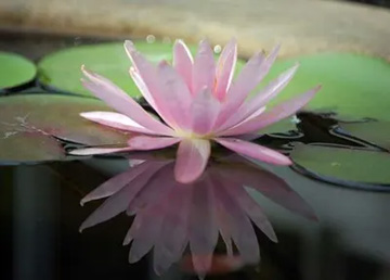 20110718Flower1.jpg
