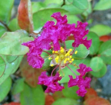 20110718Flower2.jpg