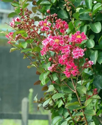 20110724Flower2.jpg