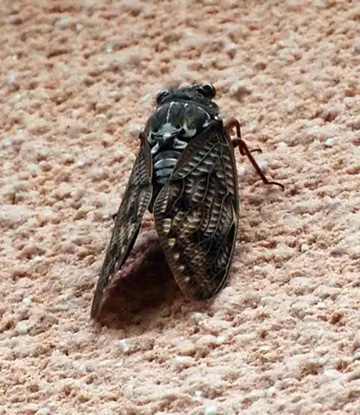20110729Cicada.jpg