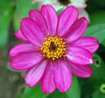 20110729Flower1.jpg