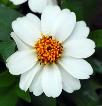 20110729Flower2.jpg
