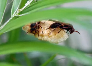 20110730Insect.jpg