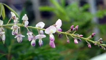 20110803Flower1.jpg