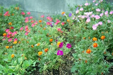 20110815Flower1.jpg