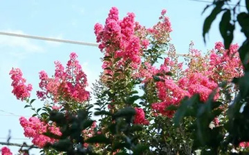 20110815Flower5.jpg