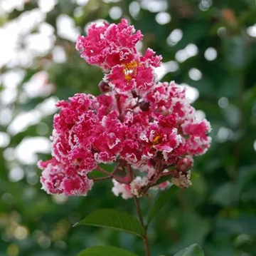 20110816Flower1.jpg