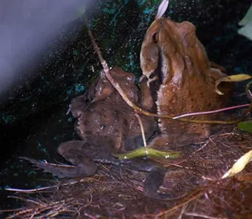 20110816Frog3.jpg