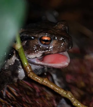 20110822Frog1.jpg