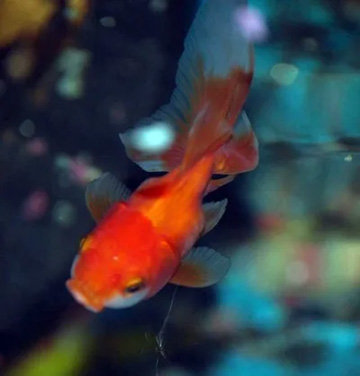20110822GoldFish1.jpg