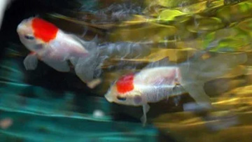 20110822GoldFish2.jpg