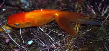 20110822GoldFish3.jpg